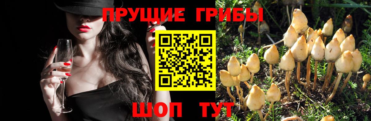 Камышин  Псилоцибиновые грибы Cubensis  Вход с VPN 